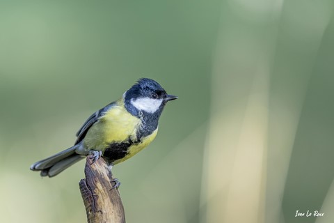 La Mésange Charbonnière Collection Les Oiseaux du Jardin - 