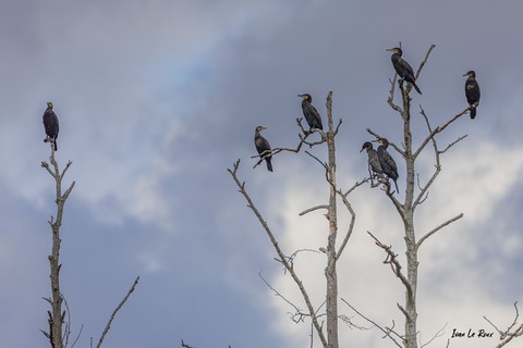 Colloque de Grands Cormorans 