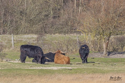 Parc du Marquenterre - Vaches écossaises  "Highland cattle"  - 2022