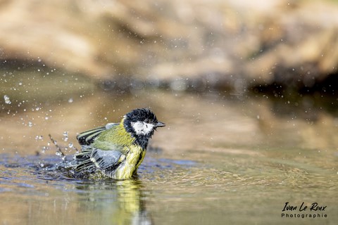 "Les Oiseaux du Jardin" - La Mésange Charbonnière prend son bain - 2022 - Ivan Le Roux Photographe