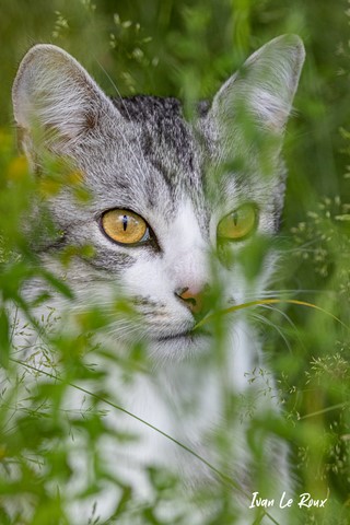 Le Chat Charlie perdu dans les herbes - 2021