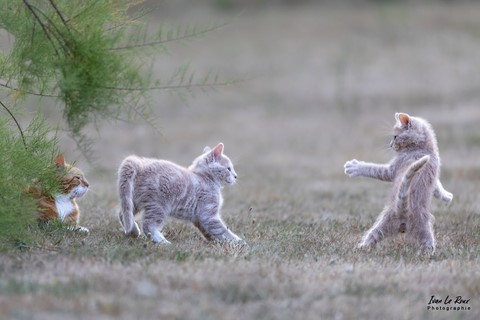 Chaton "Séance Kung-fu" - Romilly-la-Puthenaye (27) - 2022 - Canon EOS 5D Mark IV, Sigma 500 mm F/4 OS HSM SPORTS 500 mm, 1/1000s, f/4 ISO 800  Priorité Ouverture - Photo animalière Ivan Le Roux Eure Normandie