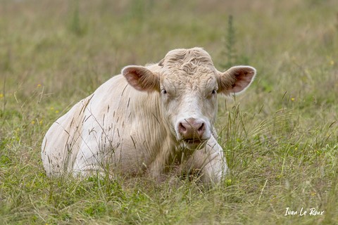La vache Marguerite regarde passer le photographe  - 2021