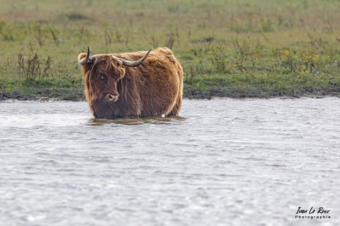 Baie de Somme - Vaches écossaises  "Highland cattle"  - 2022 - Canon EOS 5D Mark IV, Sigma 500 mm F/4 OS HSM SPORTS, 500 mm, 1/1000s, f/6.3 ISO 500  Priorité Ouverture ivan Le Roux ¨hotographe animalier 