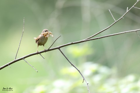 "Les Oiseaux du Jardin" - Troglodyte Mignon prépare le nid - Romily-la-Puthenaye (27) - 2022