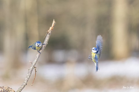 Collection "Les Oiseaux du Jardin" - Mésanges Bleues  - 2021