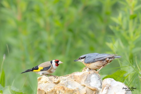 Chardonneret élégant et Sittelle Torchepot - Romilly-la-Puthenaye (27) Ivan Le Roux Photographe