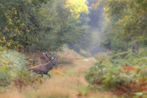 Cerf 13 cors  - Normandie - Eure (27) - 2023 - Canon EOS R7 ILR Photographie