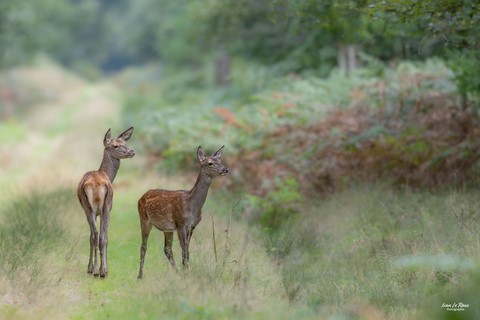 Chevrette et faon - Normandie - Eure (27) - 2023 - Canon EOS R7 Ivan Le Roux Photographe