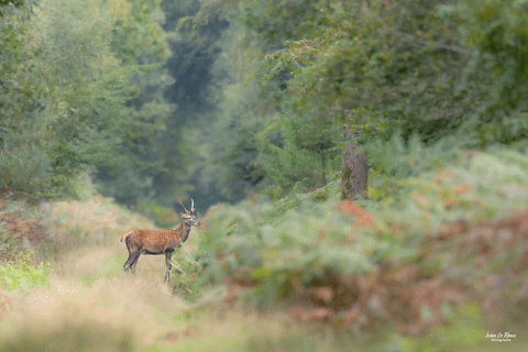 Le Daguet - Normandie - Eure (27) -
