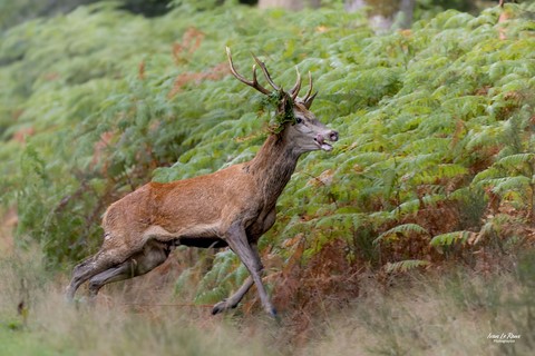 Cerf  pendant le brame - Normandie - Eure (27)