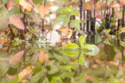 Grenouille verte dans la menthe aquatique - Romilly-la-puthenaye (27) - 2025 - Ivan Le Roux photographie