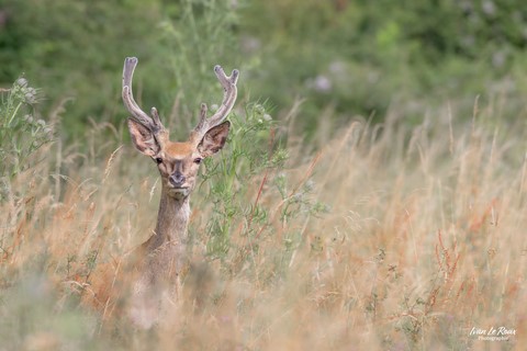 Période des "vélours" Cerf - Normandie - Eure (27) - 2024 Ivan Le Roux photographie