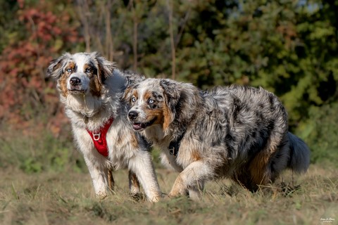 Volt et Virgil - Une "Journée de Woof" 2024  - Beaumont-le-Roger (27) - Ivan Le Roux Photographe