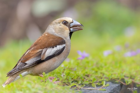 Grosbec Casse-noyaux - Romilly-la-Puthenaye (27) - 2024 - ivan Le Roux Photographe