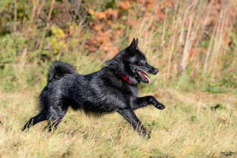 Uranos- Une "Journée de Woof" 2024  - Beaumont-le-Roger (27) Ivan Le Roux Schipperke Photographie