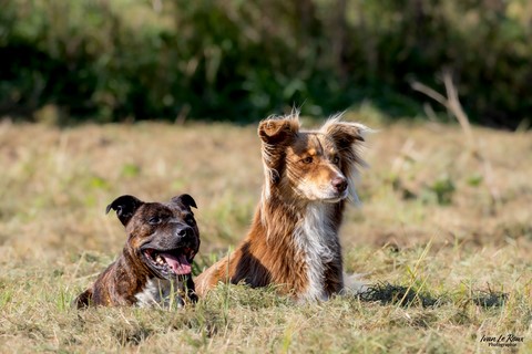 Jedi et Taya -  Une "Journée de Woof" 2024  - Beaumont-le-Roger (27)  Photographie Ivan Le Roux