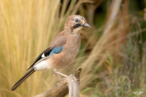 Geai des Chênes - Romilly-la-Puthenaye (27) - 2025 - ivan Le Roux Photographie