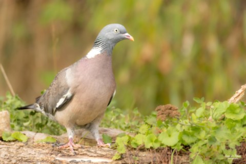 Pigeon ramier - Romilly-la-Puthenaye (27) - 2025 - Ivan Le Roux photographie