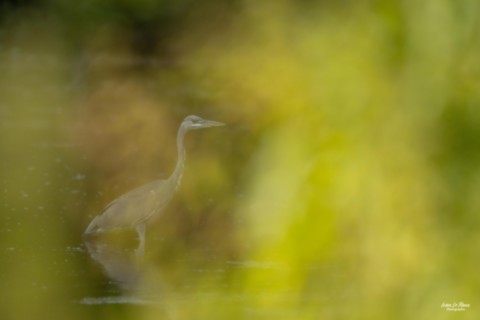 Héron cendré dans un brouillard végétal - Romilly-la-Puthenaye (27) - ivan Le Roux Photographie Normandie