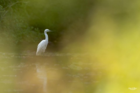 Aigrette garzette - Romilly-la-Puthenaye (27) - 2025