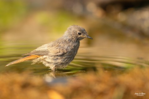 Rougequeue noir les pieds dans l'eau  - Romilly-la-Puthenaye (27) - 2025 - Ivan Le Roux - Photographie