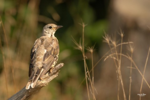 Grive draine  - Romilly-la-Puthenaye (27) - 2025 ivan LE ROUX photographe