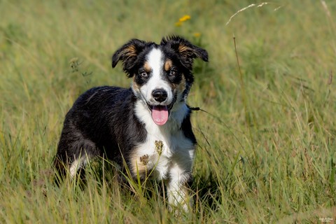 Le jeune "Vaillant" - Une "Journée de Woof" 2024  - Beaumont-le-Roger (27)  Ivan Le Roux Photographie