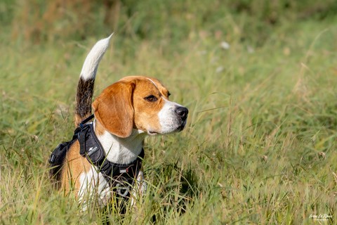Sully -  Une "Journée de Woof" 2024  - Beaumont-le-Roger (27)  Ivan Le Roux Photographe animalier