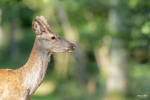 Période des "vélours" Cerf - Normandie ivan Le Roux  ,Photographe Eure