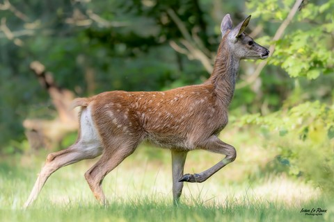 Quand Bambi traverse le chemin que vous empruntez ! - Normandie - Eure (27) Ivan Le Roux Photographie