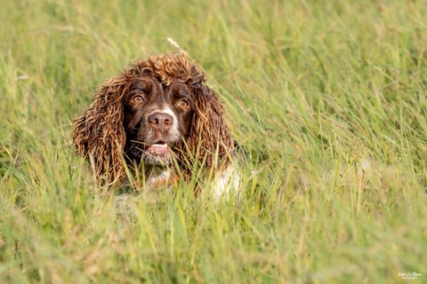  Une "Journée de Woof" 2024  - Beaumont-le-Roger (27) ivan Le Roux Photographe animalier