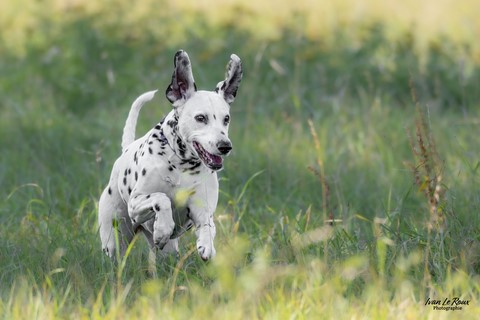 Jahia - Une "Journée de Woof" 2024  - Beaumont-le-Roger (27) - Ivan Le Roux photographe