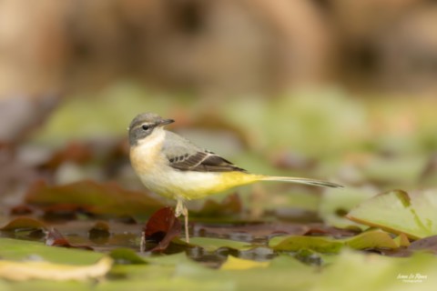Bergeronnette des ruisseaux posée sur des Nénuphars  - Romilly-la-Puthenaye (27) - 2025 Ivan Le Roux Photographe