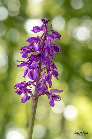 Orchidée mâle (Orchis Mascula) - Romilly-la-Puthenaye (27) - 2023 - Canon EOS R7, Sigma 105mm F2.8 EX DG OS HSM Ivan Le Roux Photographie ILR Normandie