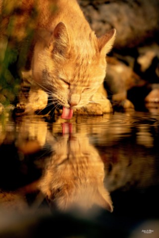 Aux premiers rayons du soleil, "Noé" vient boire à la Mare -  Thézac (17) - 2025 - Ivan Le Roux Photographe animalier