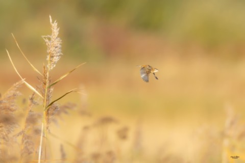 Cisticole des Joncs  - Estuaire de la Seine (76) - 2025 Ivan Le Roux Photographie
