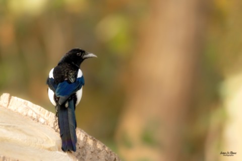 Pie bavarde - Romilly-la-Puthenaye (27) - 2025 - photographe animalier ivan Le Roux