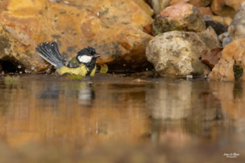 Mésange Charbonnière