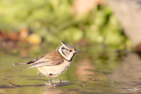 Mésange huppée sur la glace
