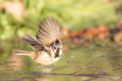 Mésange Huppée se pose sur la glace Normandie Eure