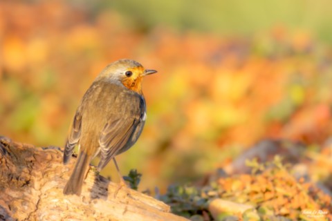 Rouge-gorge ailes entre ouverte