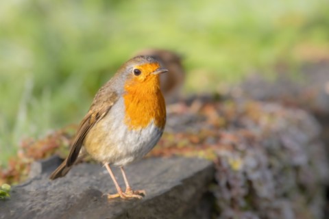 Rouge-Gorge - Romilly-la-Puthenaye (27) normandie Eure