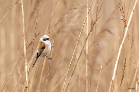Rémiz penduline sur son roseau - Roselière de la réserve naturelle de l'estuaire de la seine (27) Photographe Ivan Le Roux