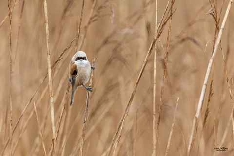 Rémiz penduline - Roselière de la réserve naturelle de l'estuaire de la seine (27) Photographe Ivan Le Roux