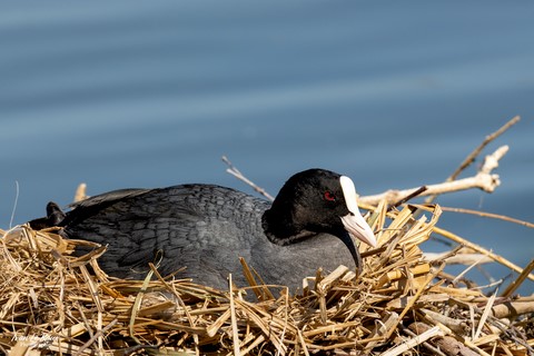 Foulque Macroule qui couve - 2023 - Canon EOS R7 -  Sigma 500 mm F/4 OS HSM SPORT - Ivan Le Roux Photographie Normandie