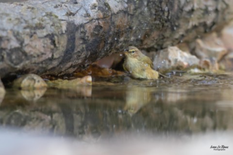 Baignade du Pouillot véloce - Romilly-la-Puthenaye (27) Normandie