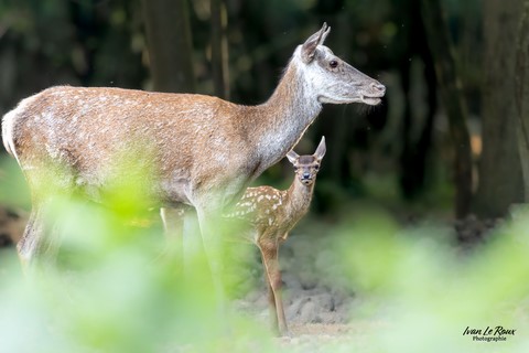 Biche et son Faon en forêt de Romilly-la-Puthenaye (27) - 2023 - Canon EOS R7 -  Sigma 500 mm F/4 OS HSM SPORT Photographie Ivan Le Roux normandie
