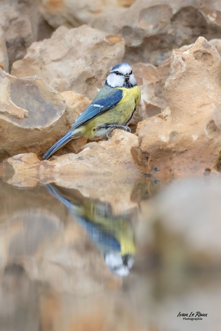 Mésange au bord de l'eau