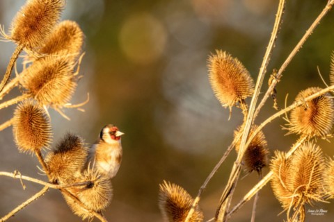Chardonneret élégant